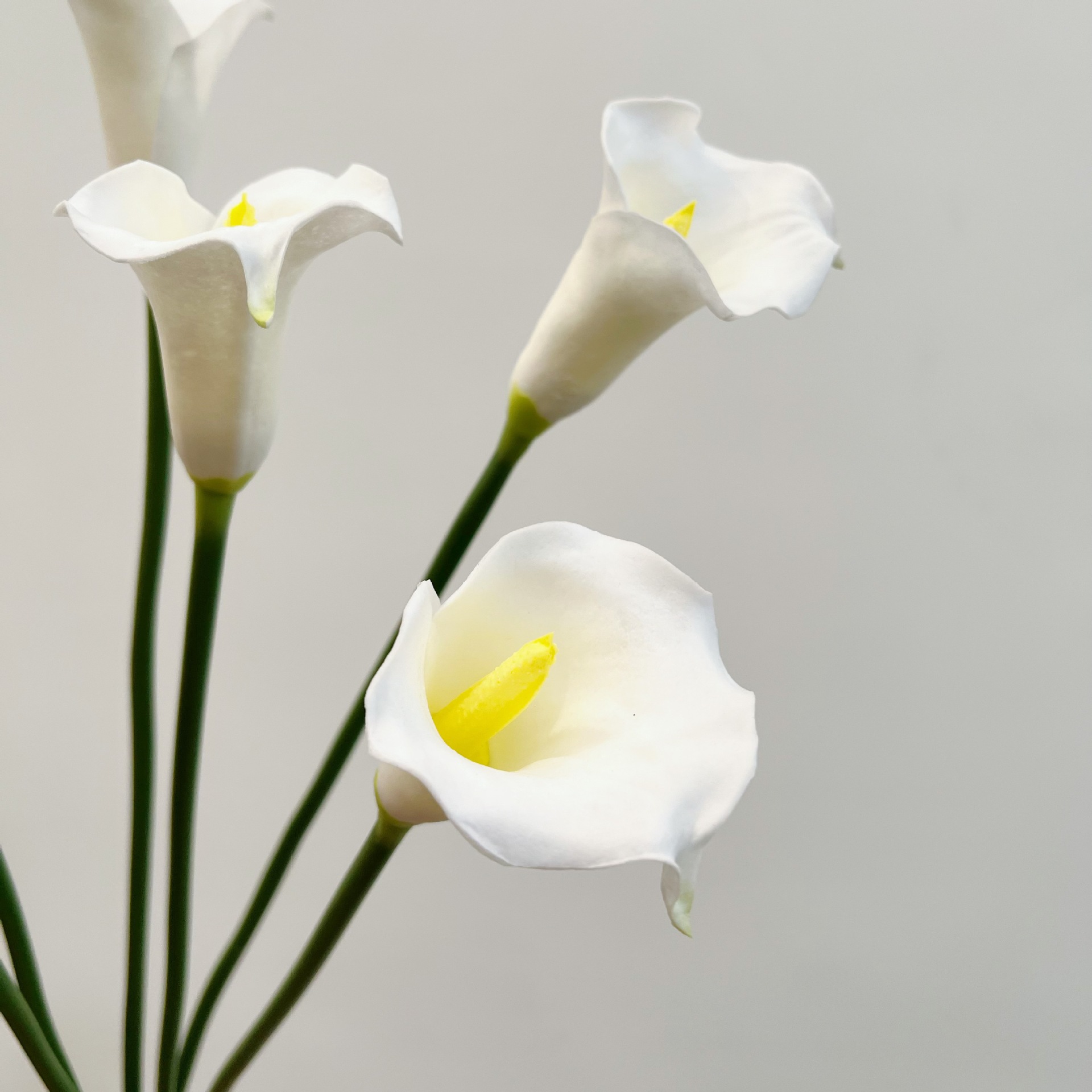 26 Inch Single Stem Crescent C - Photography Graduation ulasan dan harga