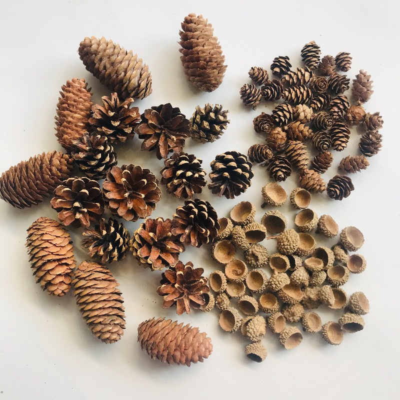 Natural Dried Pinecones Leaves - Photography Graduation ulasan dan harga